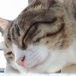 甲状腺機能亢進症の猫は、元気すぎるので要注意！