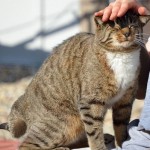 熊本地震の報道に触れて、猫の防災対策を考えてみた。